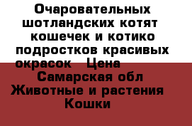   Очаровательных шотландских котят- кошечек и котико подростков красивых окрасок › Цена ­ 1 500 - Самарская обл. Животные и растения » Кошки   